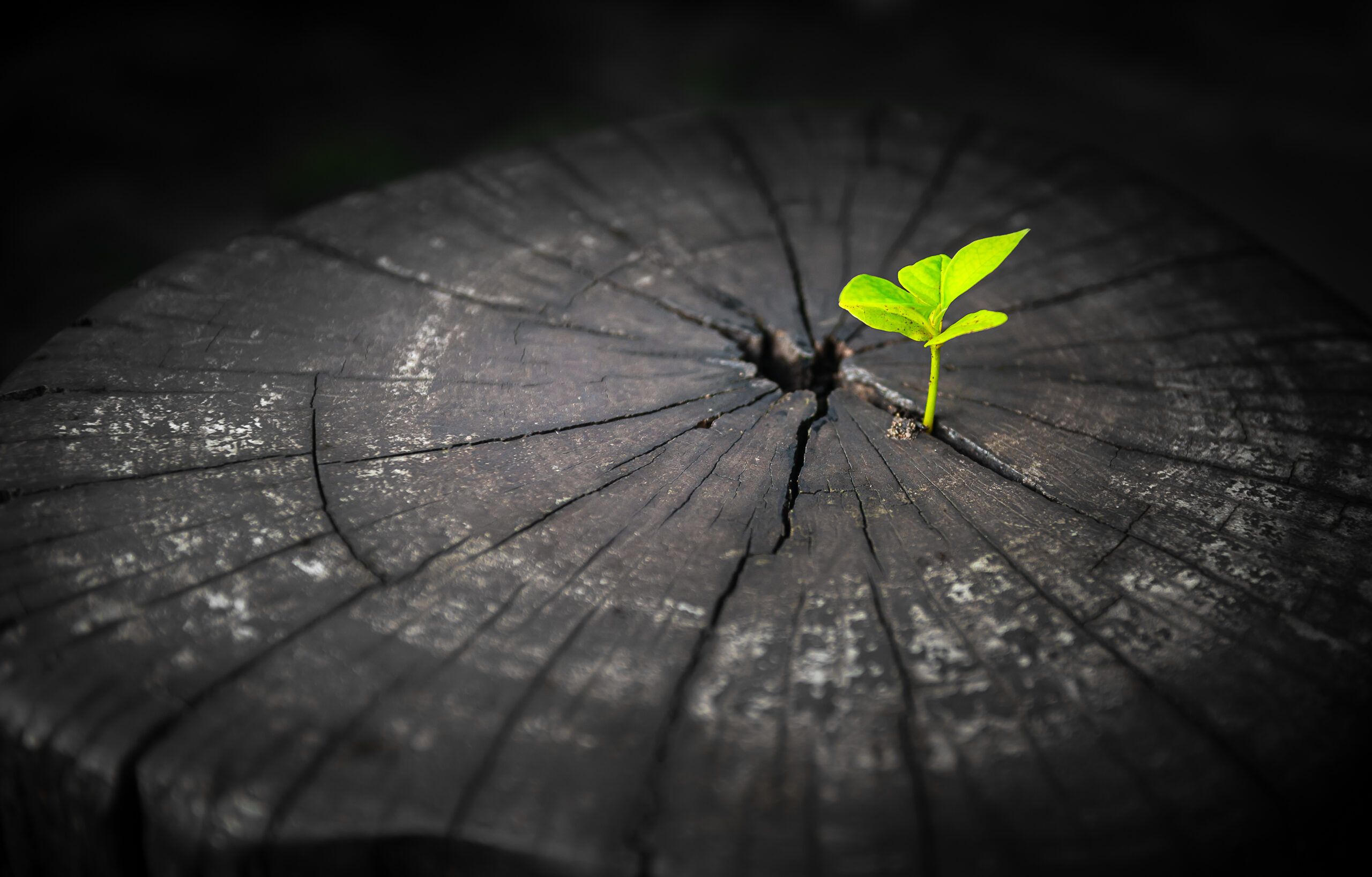 Dr. Anke Spory - Biographisch-Kreatives Schreiben